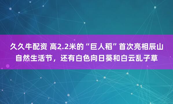 久久牛配资 高2.2米的“巨人稻”首次亮相辰山自然生活节，还有白色向日葵和白云乱子草