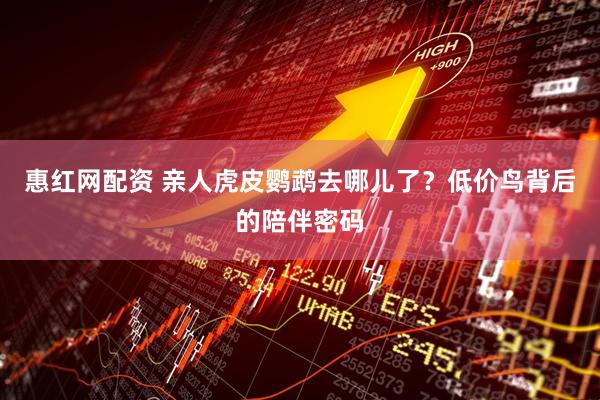惠红网配资 亲人虎皮鹦鹉去哪儿了？低价鸟背后的陪伴密码
