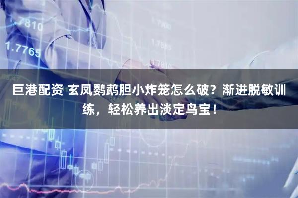 巨港配资 玄凤鹦鹉胆小炸笼怎么破？渐进脱敏训练，轻松养出淡定鸟宝！